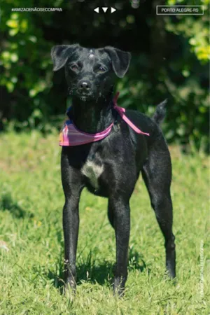 Cachorro raça SRD idade 2 anos nome Pretinha