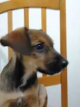 princesa
