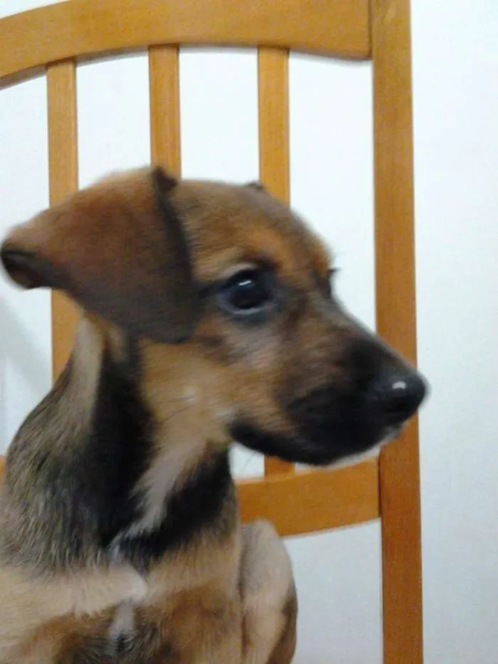 Cachorro ra a SRD idade 2 a 6 meses nome princesa