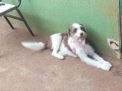 Cachorro ra a viralata idade 2 anos nome shakira