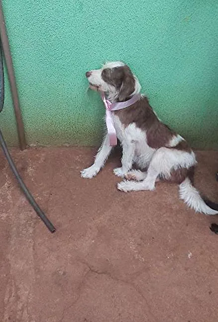 Cachorro ra a viralata idade 2 anos nome shakira