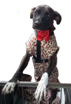 Cachorro raça srd idade 1 ano nome Laisa
