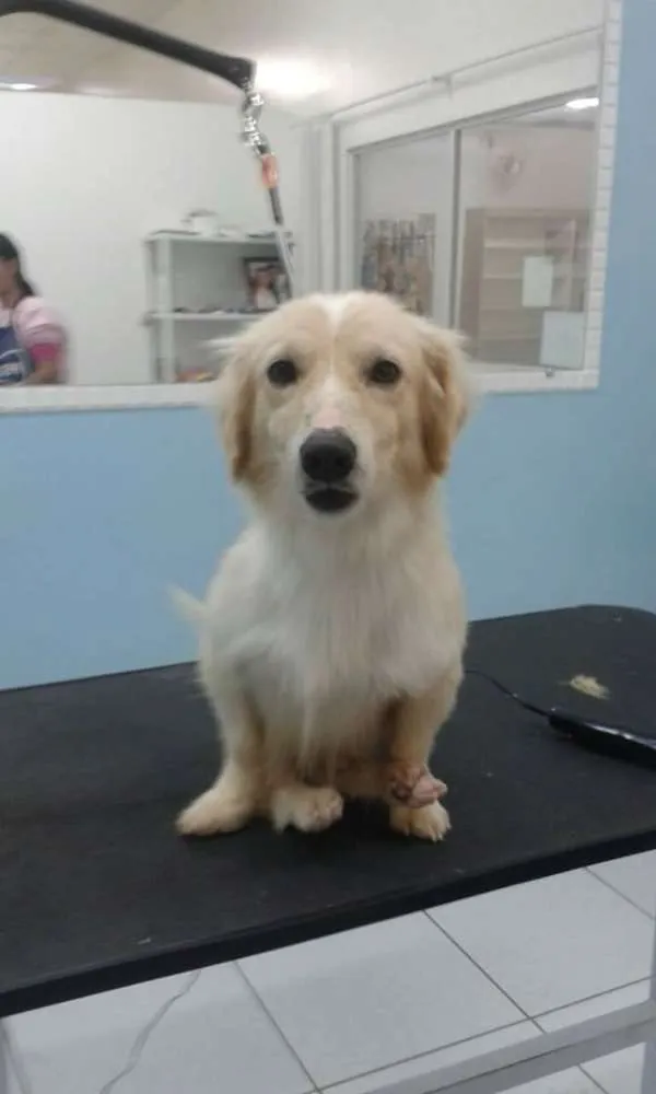 Cachorro ra a SRD idade 3 anos nome Julinho