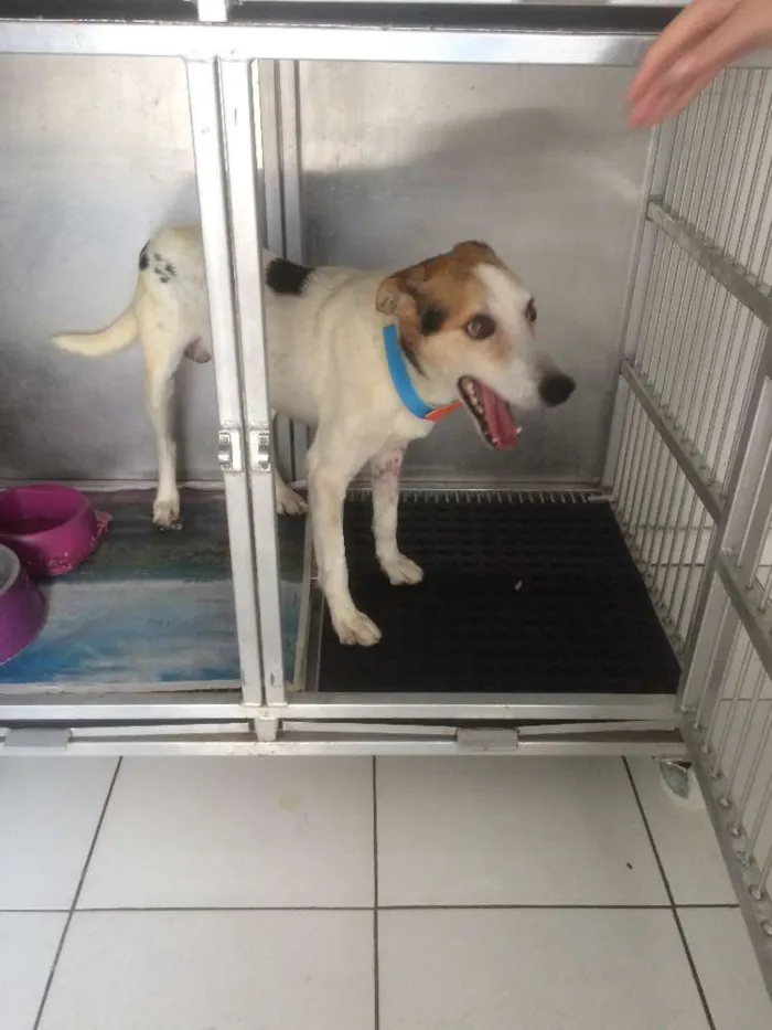 Cachorro raça SRD idade 5 anos nome Francisco