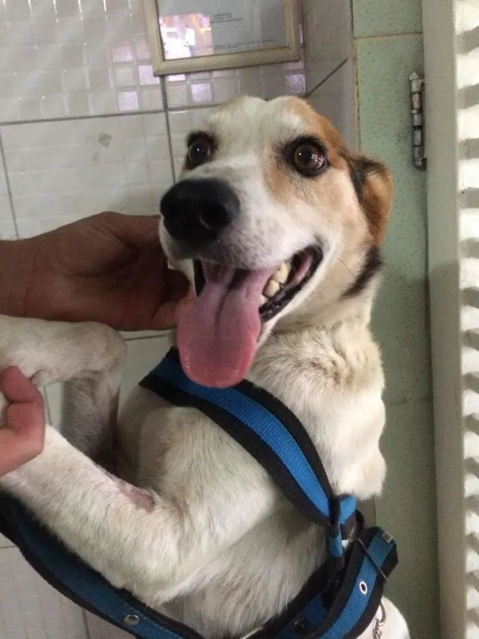 Cachorro raça SRD idade 5 anos nome Francisco