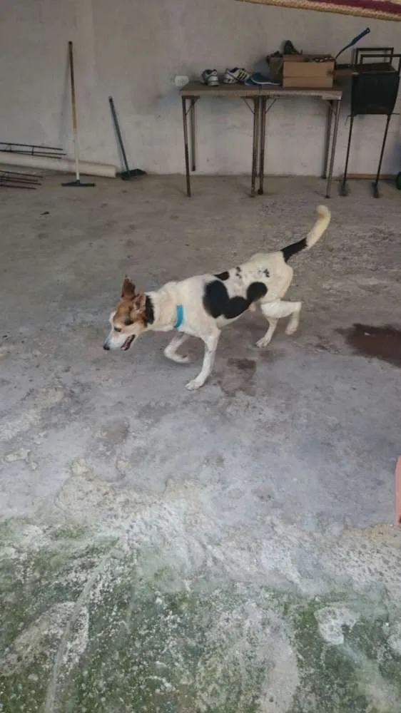 Cachorro raça SRD idade 5 anos nome Francisco
