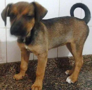 Cachorro raça SRD idade 2 a 6 meses nome princesa