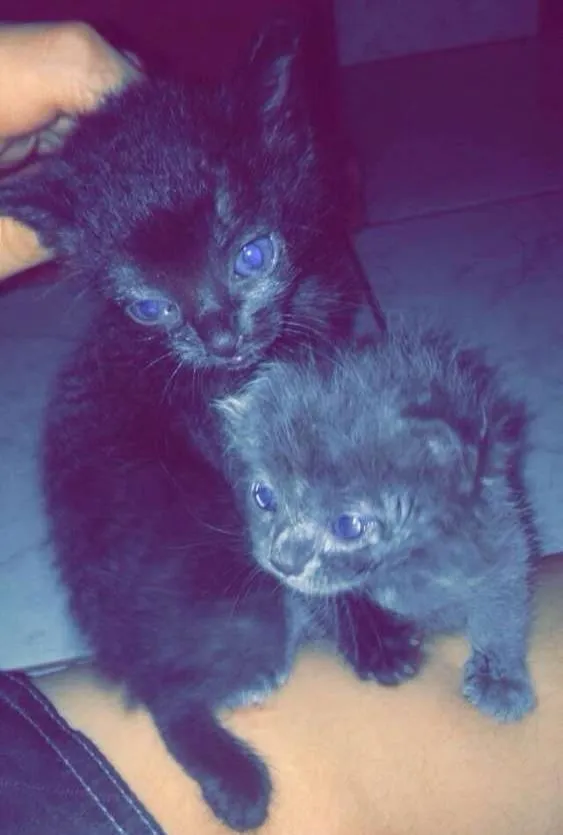 Gato ra a  idade Abaixo de 2 meses nome Gatinhos