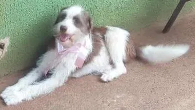 Cachorro ra a viralata idade 2 anos nome shakira