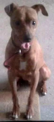 Cachorro raça Nenhuma idade 7 a 11 meses nome Nego