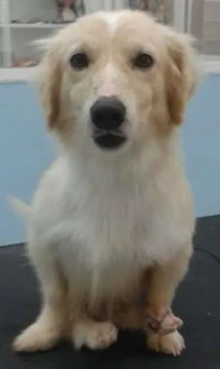 Cachorro ra a SRD idade 3 anos nome Julinho