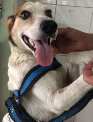 Cachorro raça SRD idade 5 anos nome Francisco