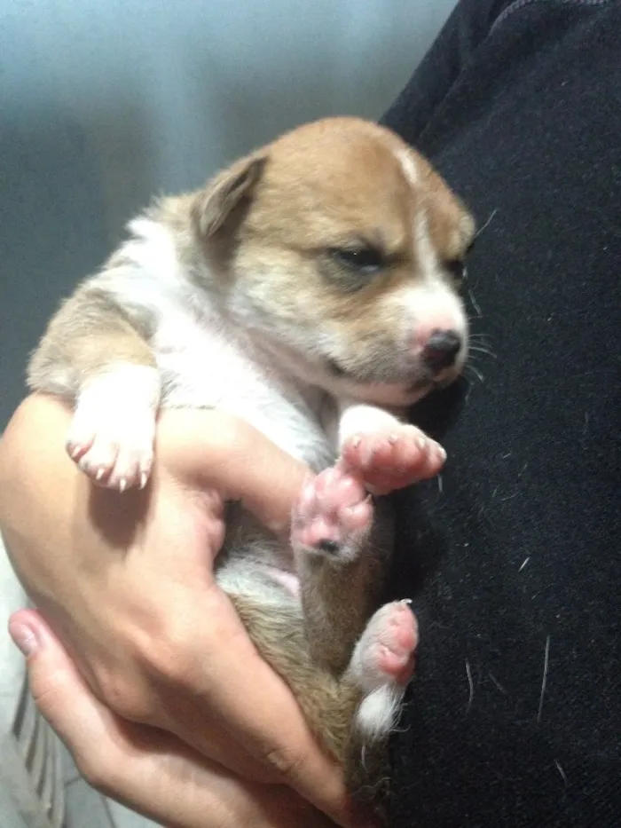 Cachorro ra a SRD idade Abaixo de 2 meses nome Bebês nascidos em 1