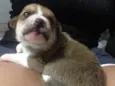 Bebês nascidos em 1