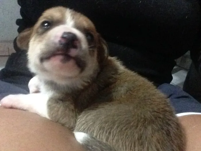 Cachorro ra a SRD idade Abaixo de 2 meses nome Bebês nascidos em 1