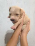 Bebês nascidos em 1