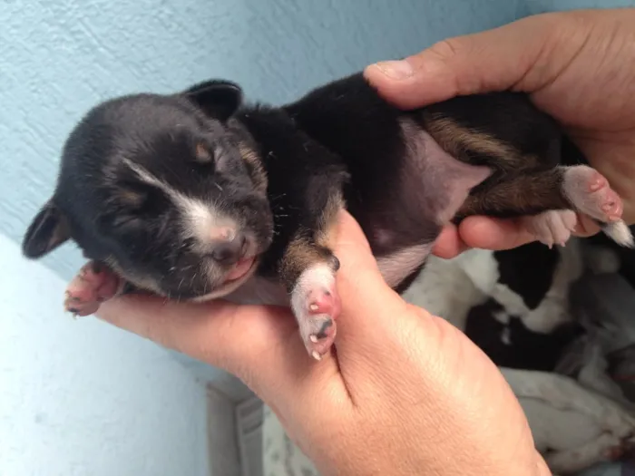 Cachorro ra a SRD idade Abaixo de 2 meses nome Bebês nascidos em 1