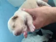 Bebês nascidos em 1
