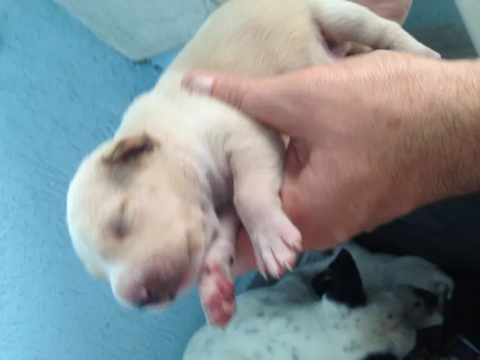Cachorro ra a SRD idade Abaixo de 2 meses nome Bebês nascidos em 1