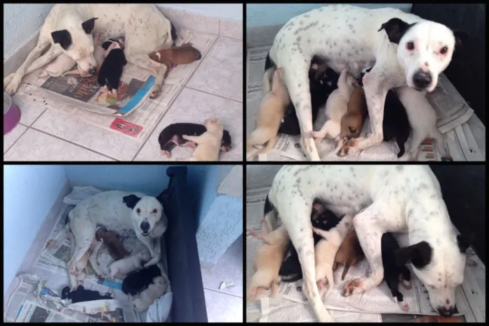 Cachorro ra a SRD idade Abaixo de 2 meses nome Bebês nascidos em 1