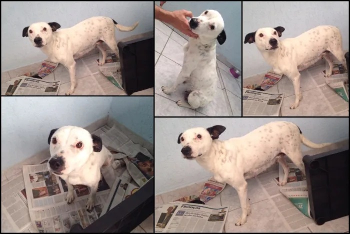 Cachorro ra a SRD idade Abaixo de 2 meses nome Bebês nascidos em 1