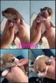 Bebês nascidos em 1