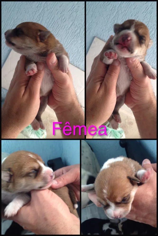Cachorro ra a SRD idade Abaixo de 2 meses nome Bebês nascidos em 1