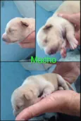 Bebês nascidos em 1