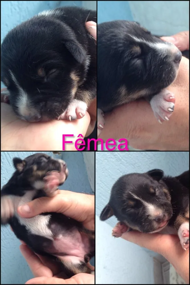 Cachorro ra a SRD idade Abaixo de 2 meses nome Bebês nascidos em 1