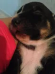 Bebês nascidos em 1