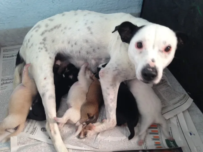 Cachorro ra a SRD idade Abaixo de 2 meses nome Bebês nascidos em 1