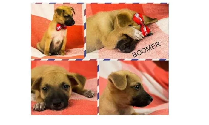 Cachorro ra a SRD idade Abaixo de 2 meses nome Boomer