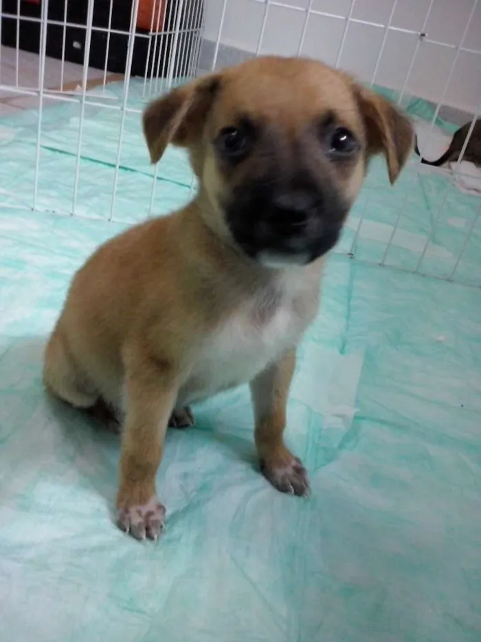 Cachorro ra a SRD idade Abaixo de 2 meses nome Boomer