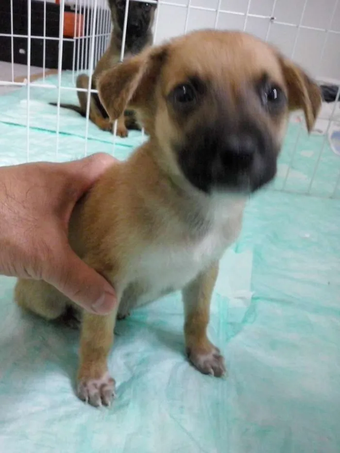 Cachorro ra a SRD idade Abaixo de 2 meses nome Boomer