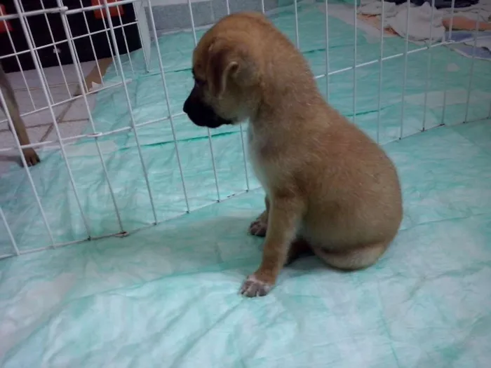 Cachorro ra a SRD idade Abaixo de 2 meses nome Boomer