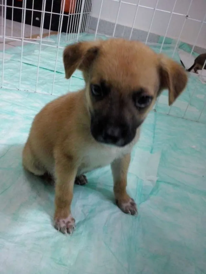Cachorro ra a SRD idade Abaixo de 2 meses nome Boomer