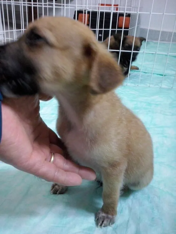 Cachorro ra a SRD idade Abaixo de 2 meses nome Boomer