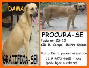 Cachorro raça SRD idade 2 anos nome DAMA GRATIFICA