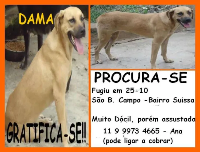 Cachorro ra a SRD idade 2 anos nome DAMA GRATIFICA