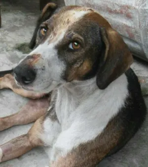 Cachorro raça Srd idade 3 anos nome "Keka"