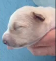 Bebês nascidos em 1