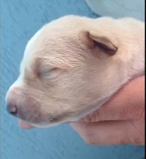 Cachorro ra a SRD idade Abaixo de 2 meses nome Bebês nascidos em 1