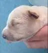 Cachorro raça SRD idade Abaixo de 2 meses nome Bebês nascidos em 1