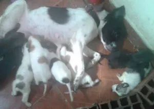 Cachorro raça vira lata idade Abaixo de 2 meses nome varios