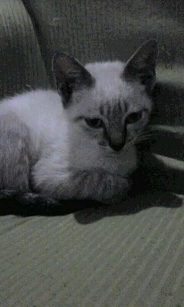Gato ra a SRD idade 2 a 6 meses nome Gatito