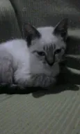 Gatito