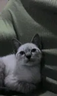 Gatito