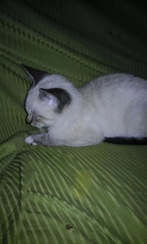 Gato ra a SRD idade 2 a 6 meses nome Gatito