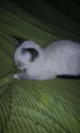 Gatito