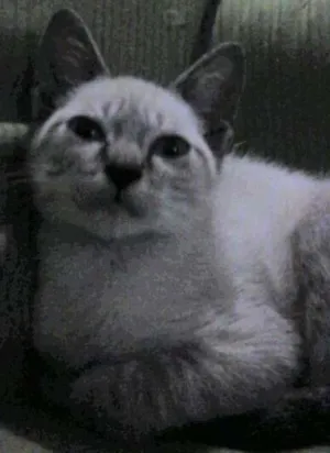 Gato raça SRD idade 2 a 6 meses nome Gatito